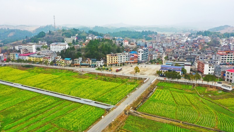 湖南新田:油菜花开 乡村如画(组图)_腾讯新闻