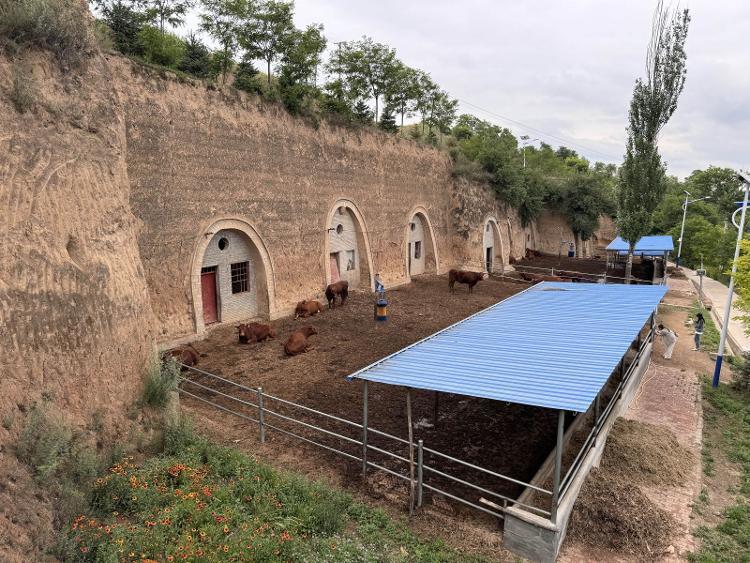 甘肃崇信:废窑洞里养红牛 唱响绿色高效的"发展交响曲"