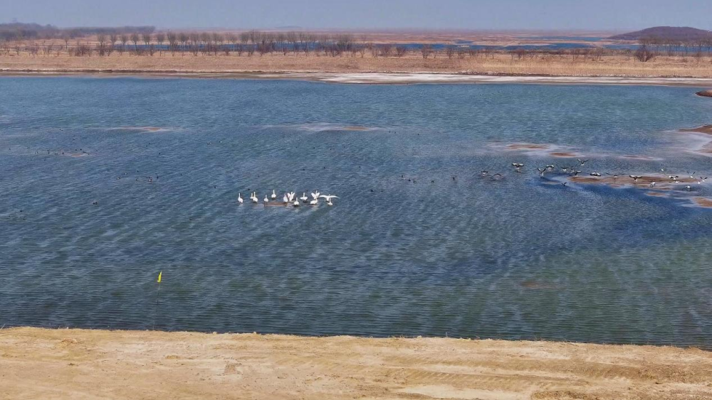 沧州南大港:湿地修复见成效 春意盎然绘新景