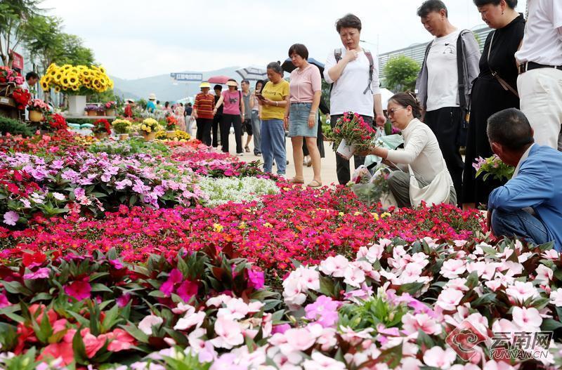 昆明宜良花街节:龙凤呈祥迎佳节   繁花锦绣庆端午