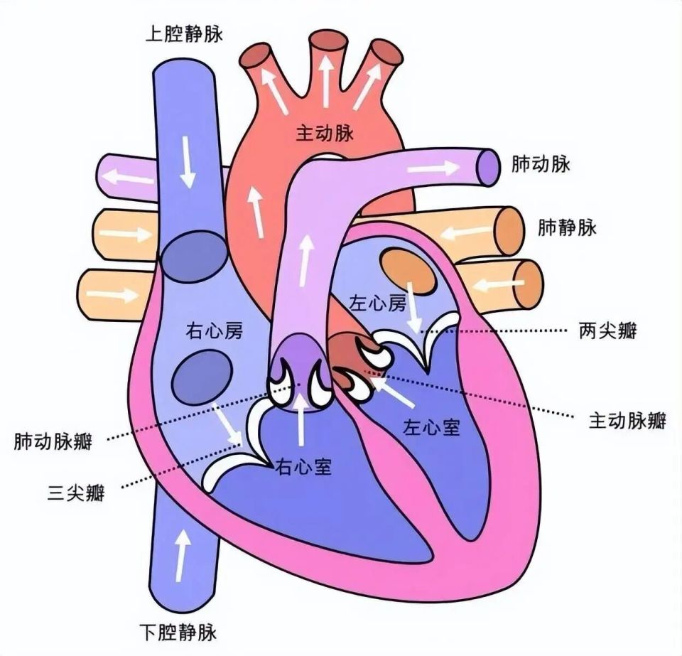 心电图机怎么维护别等“系统报错”才想起维护：一份写给当代打工人的心脏运维指南_https://www.jmylbn.com_新闻资讯_第4张