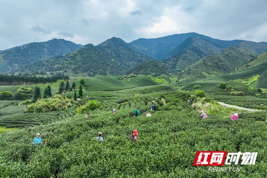 湖南江华:茶旅融合助力乡村振兴(组图)_腾讯新闻