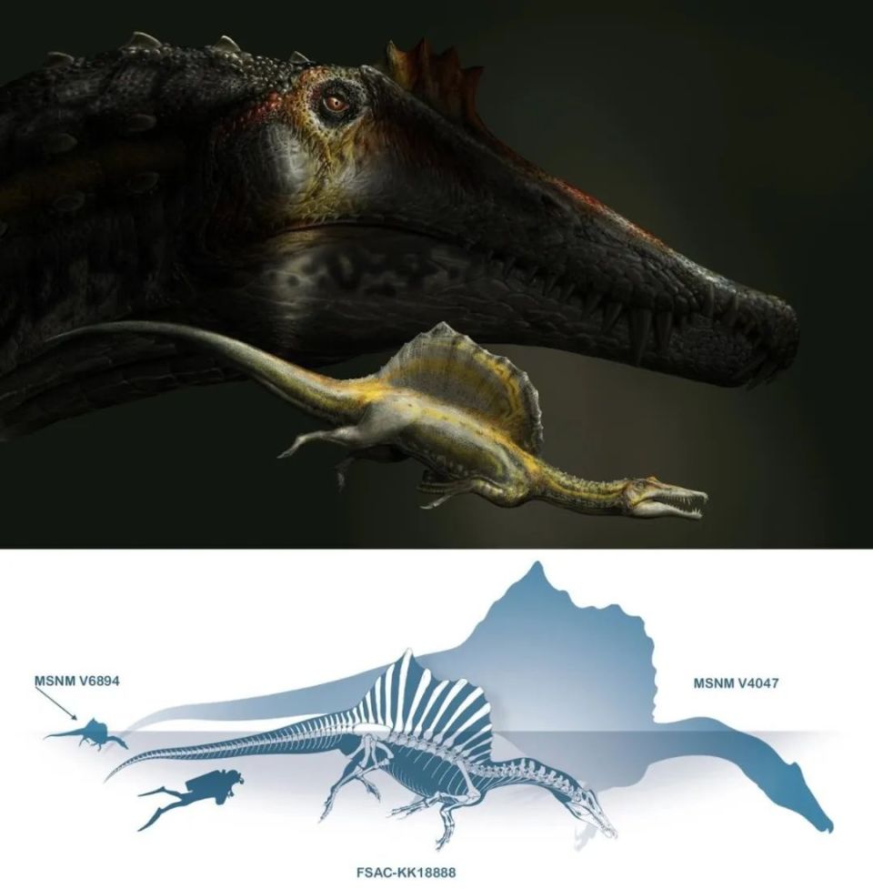 刚出生的小棘龙有多可爱!
