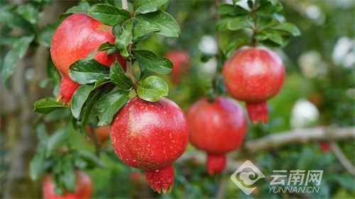 云南六月红农业科技有限公司位于红河哈尼族彝族自治州蒙自市的石榴园
