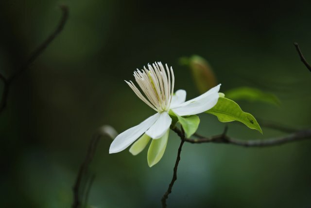 美好生活在云南|龙陵:丛林"仙子"长蕊木兰花迎夏绽放