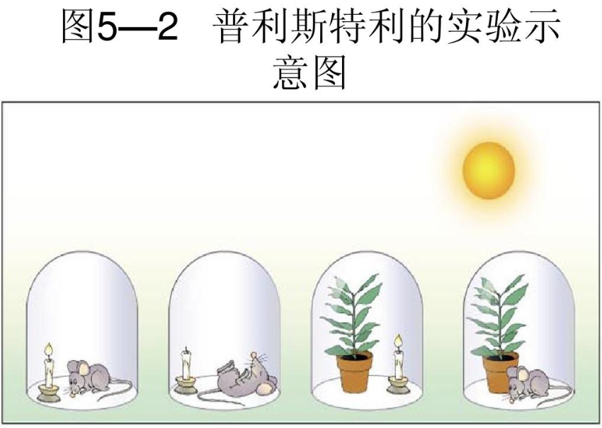 又死玻璃罩里了"实验(普里斯特利实验,最早就是他做的:他,就是氧气的