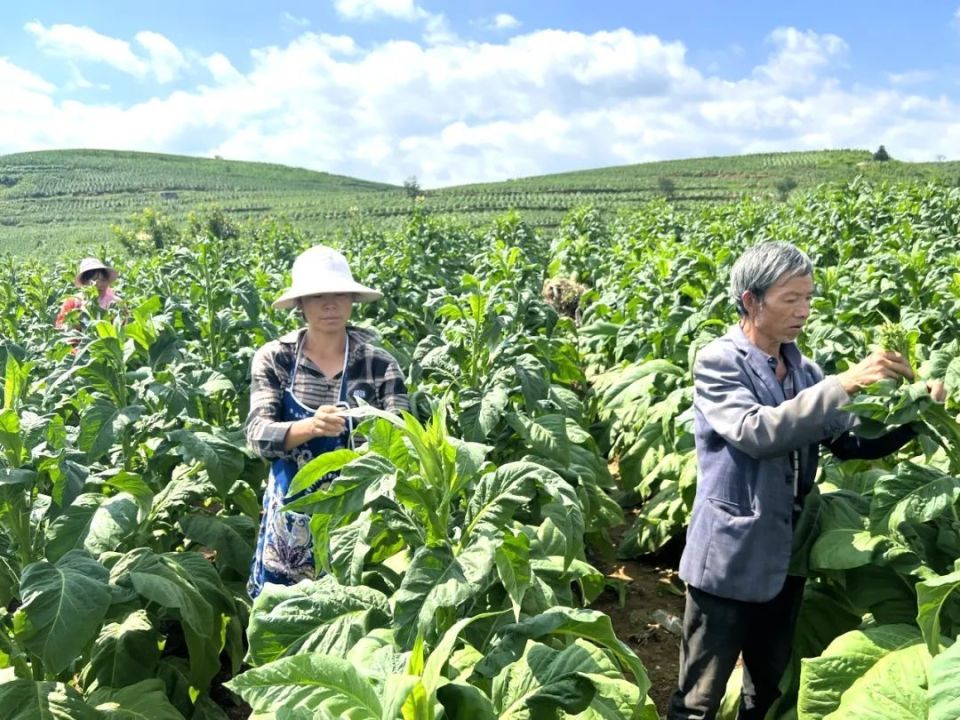 新发展理念的毕节实践｜毕节这里4000亩烤烟进入采收期_腾讯新闻