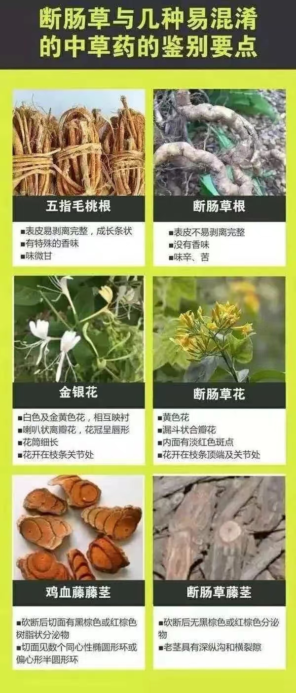 断肠草的解药功效图片