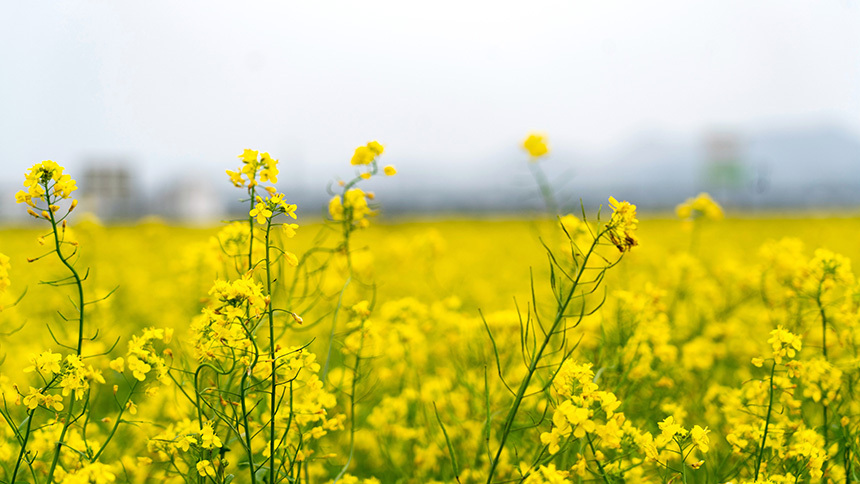 宾阳油菜花图片