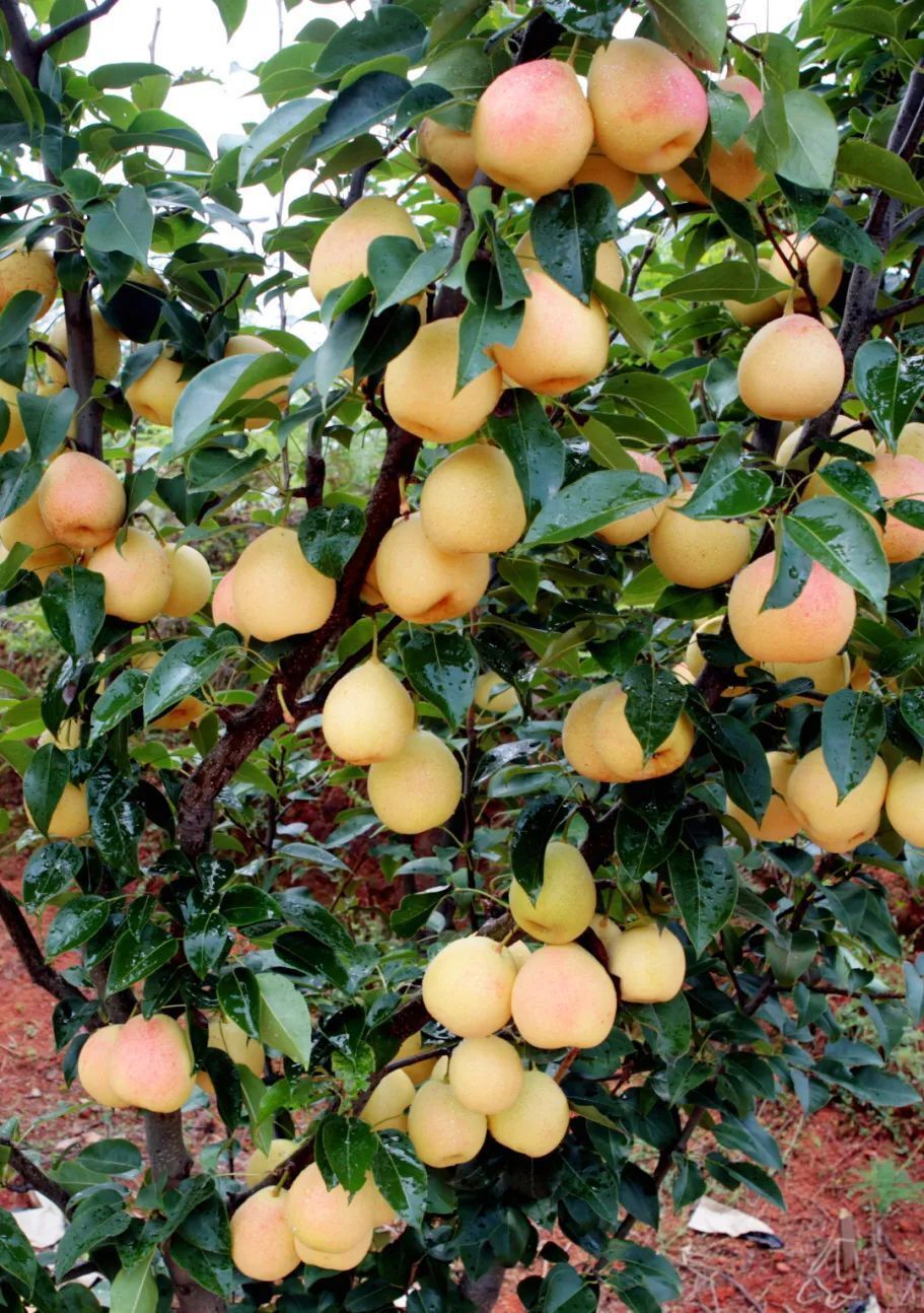 乐享云南好礼泸西高原梨