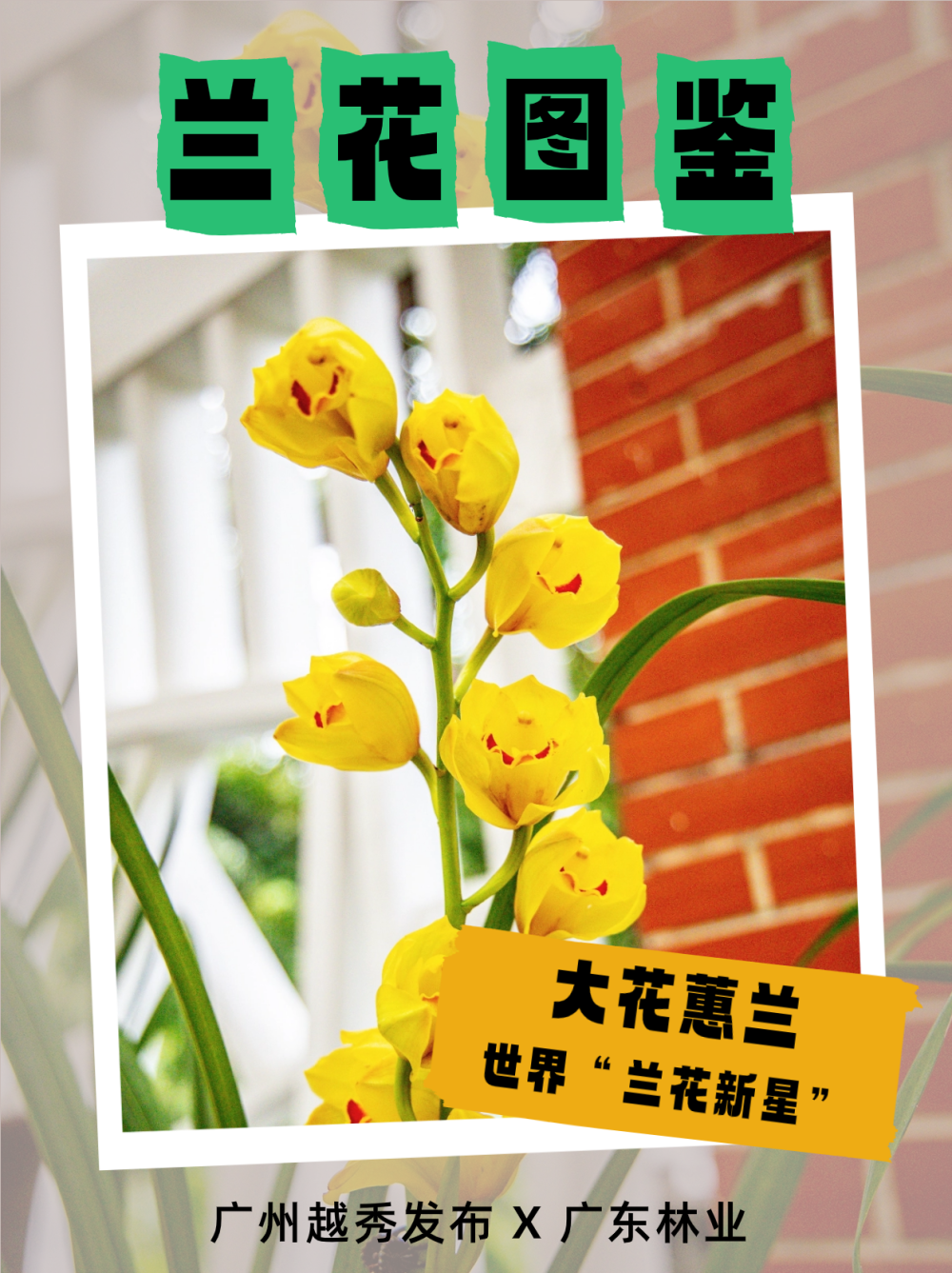 兰缘盛荟丨幽幽兰香,收好这份赏兰指南_腾讯新闻