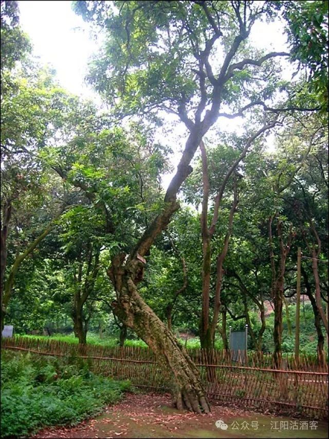 回味一下20年前的泸州张坝桂圆林风貌,那时候有人间烟火气