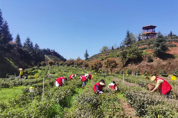 桃源郑家驿镇茶园劲吹文明风氤氲茶香飘满园