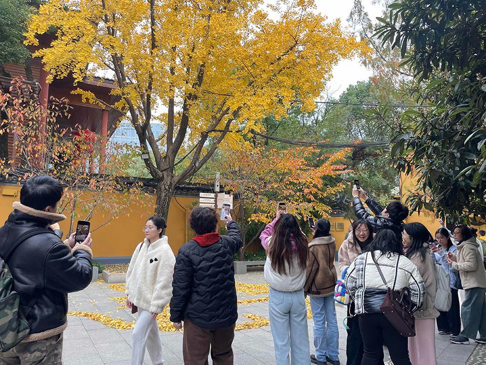 上海龙华寺“银杏猫咪”走红，“扫地僧”摆出造型各异落叶堆