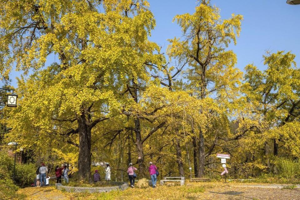 千年银杏树着"盛装"迎客,韶关南雄古银杏披上"黄金甲"
