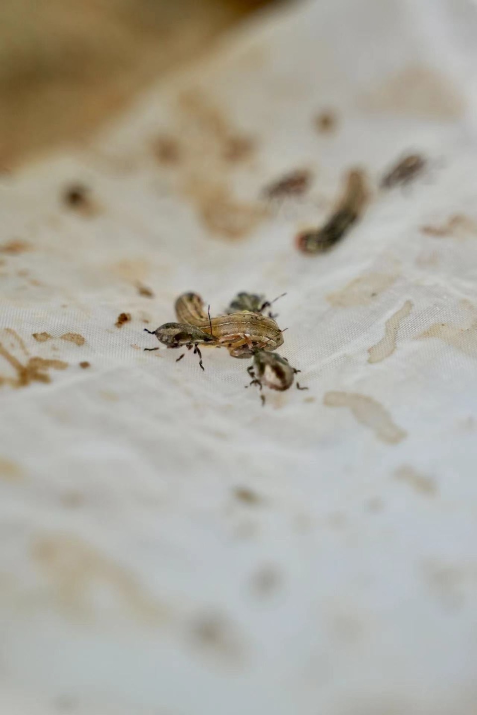 湖南桂阳用来消灭害虫的41亿只虫虫从哪来的?记者探秘"天敌工厂"