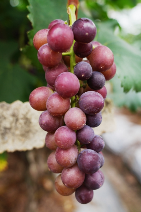 都相继成熟上市目前美人籽,阳光玫瑰等4个葡萄品种种有巨峰,红提,有30