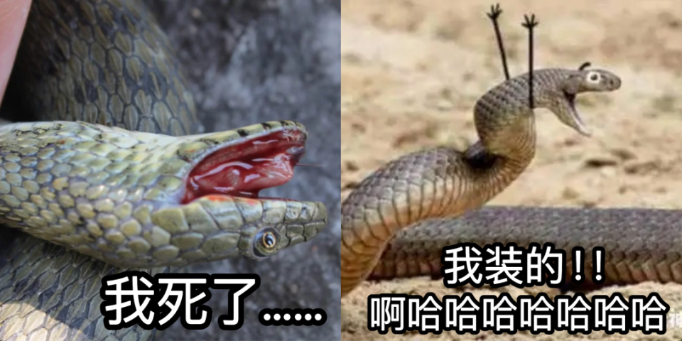 装死,吐血,发疯,往身上抹粪便?