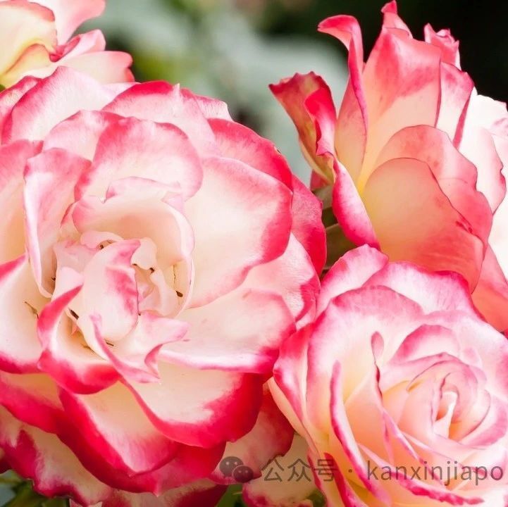 2024滨海湾玫瑰之恋回来了,让你彷佛置身土耳其