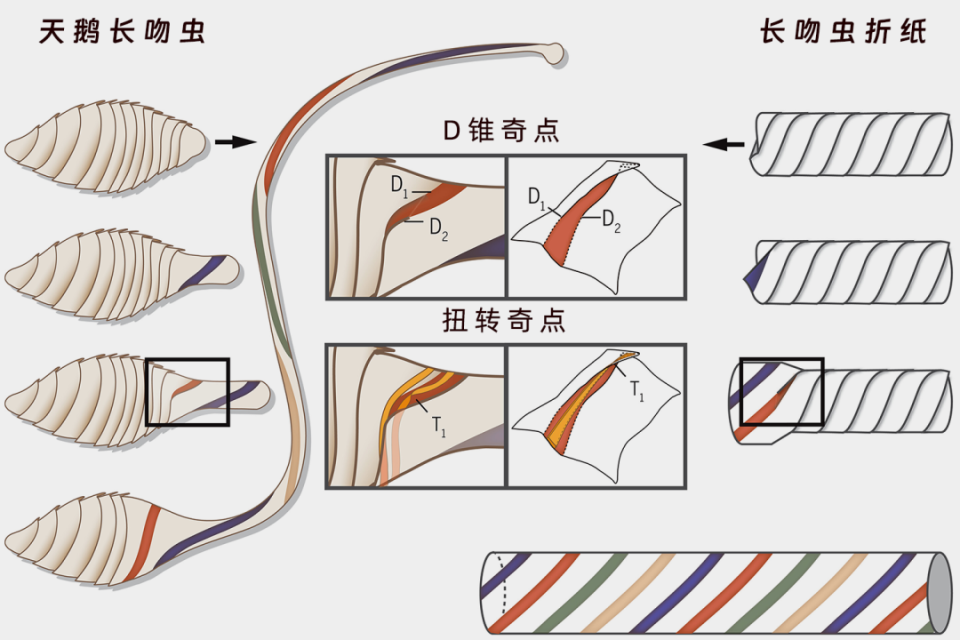 发现前所未有的生物细胞折纸