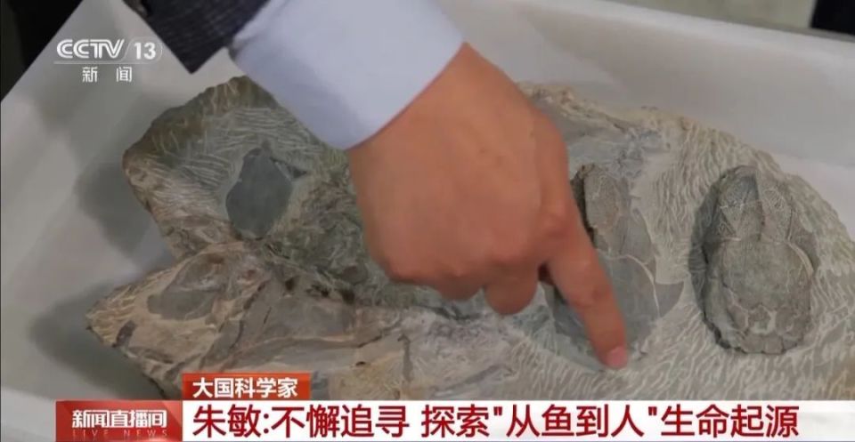 朱敏：不懈追寻 探索“从鱼到人”生命起源 | 大国科学家_腾讯新闻