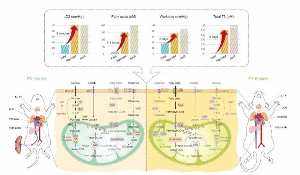 近日,重庆警方破获一起利用信用卡代还app套现案,涉及金额超60亿元.