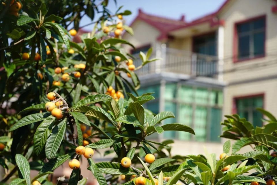 lets go!重固枇杷成熟啦