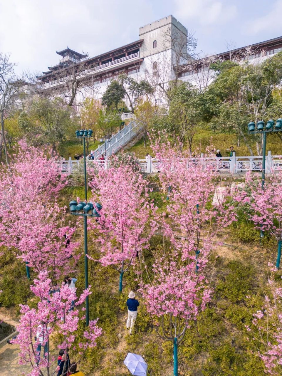 速来打卡!武汉龟山公园樱花盛放啦