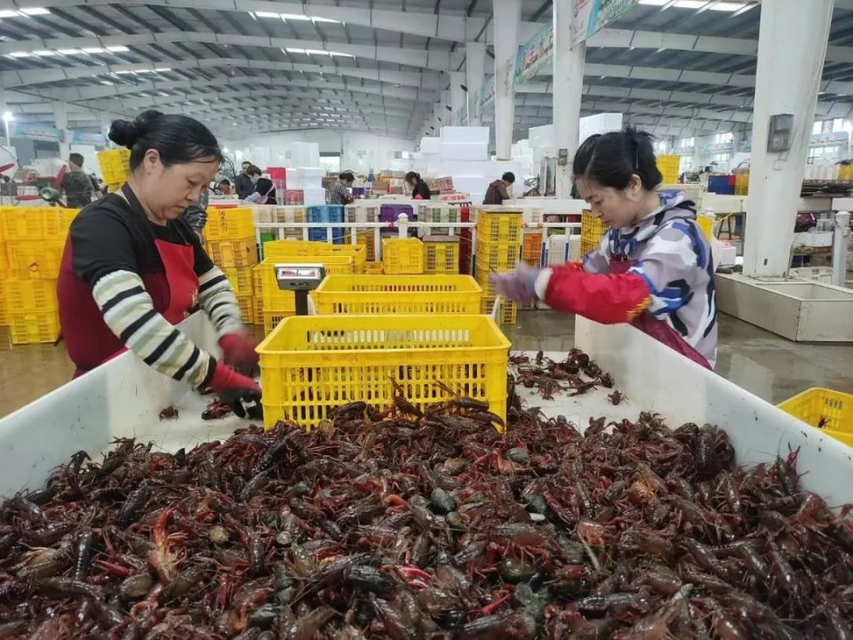 一只小龙虾的双城演绎