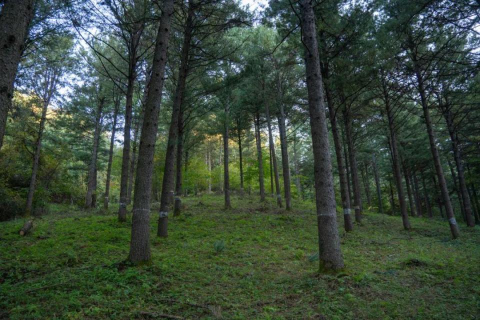 大颗粒东北野生松子限时抢