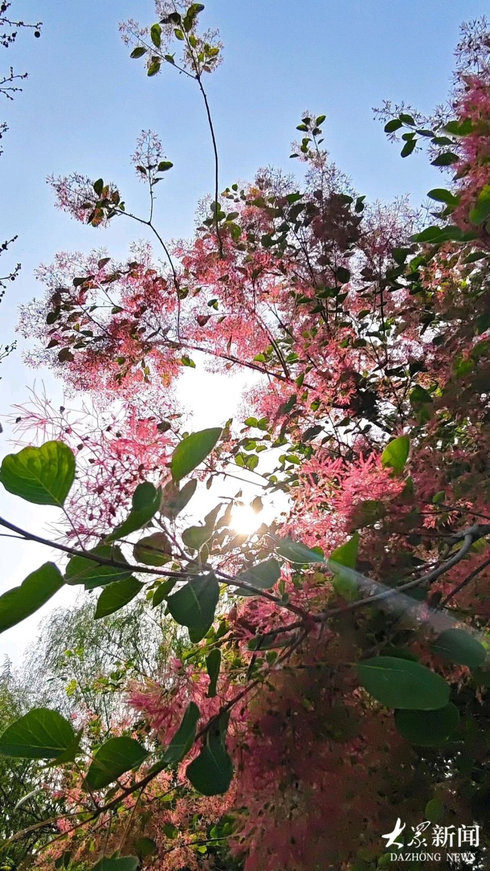 暮春时节，“雾中之花”开出粉紫“云烟”，自带梦幻滤镜_腾讯新闻