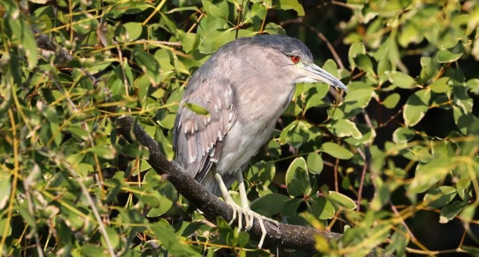 谷雨| 夏日里的社牛:听得懂粤语,英语和鸟语_腾讯新闻