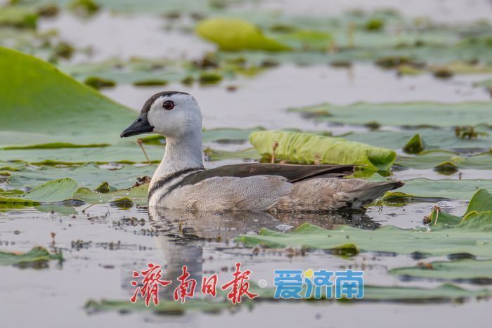 惊喜！“世界上最小的鸭子”棉凫“夫妇”现身华山湖_腾讯新闻