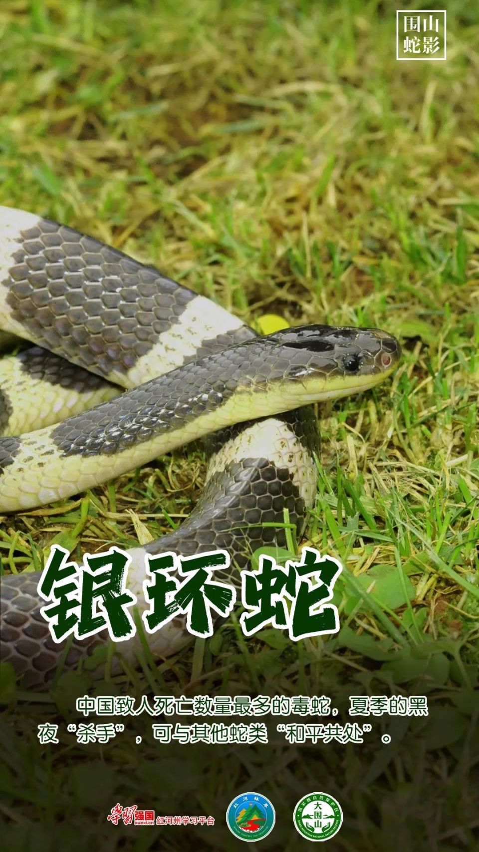 银环蛇,别名银包铁,白节蛇,节节乌等.