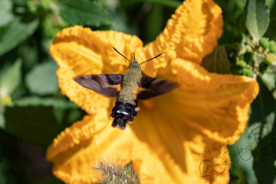 有人在国内见过了蜂鸟?不,它可能连鸟都不是