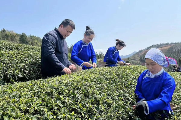 通道:三省坡 采茶忙_腾讯新闻