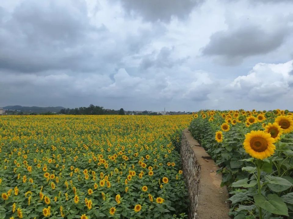向日葵基地位于该村新中组,是黔农耘农业专业合作社自建的粮油种植