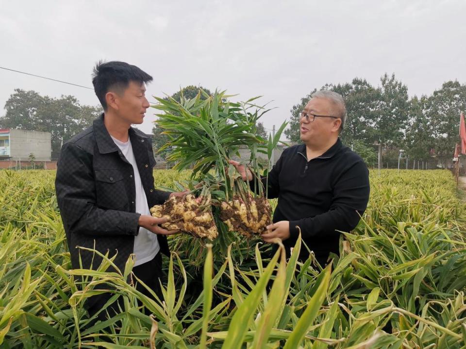 [南方生姜网-图片加载]