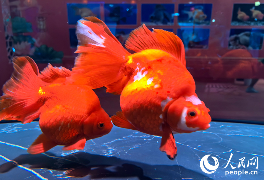 福州国际渔博会:海鲜"聚会"  金鱼"比美"