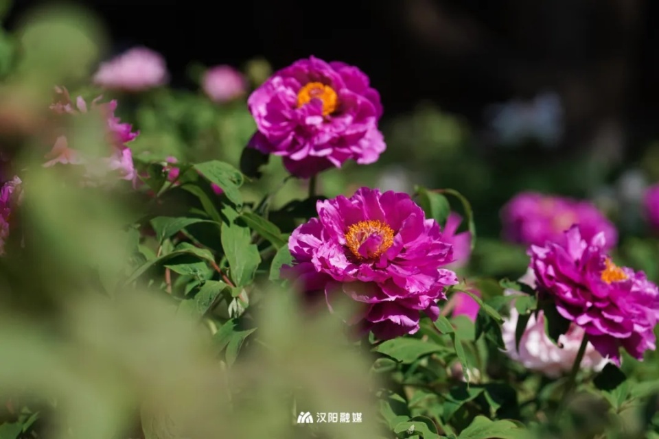 罕见爱心牡丹首次亮相就在汉阳