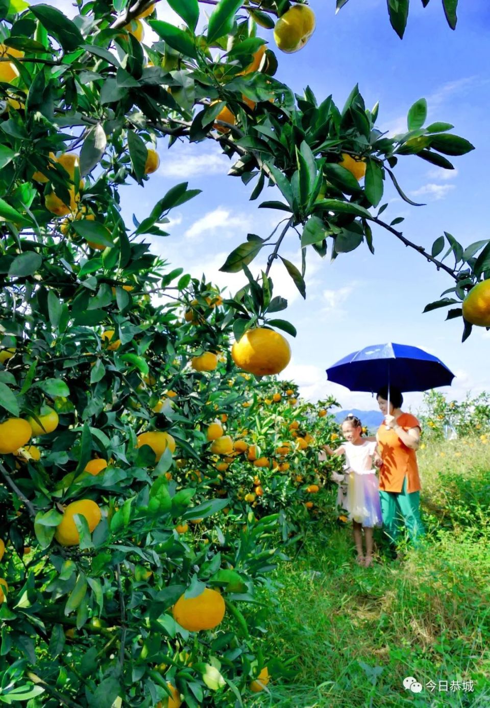 硕果飘香,机械 科技促进柑橘种植产量品质升级