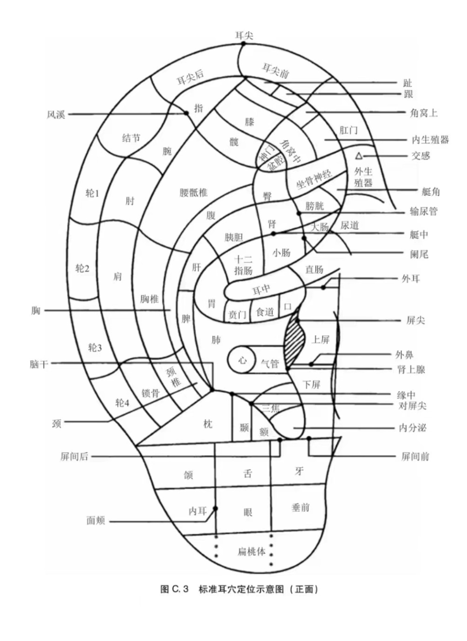 耳诊图 口诀图片