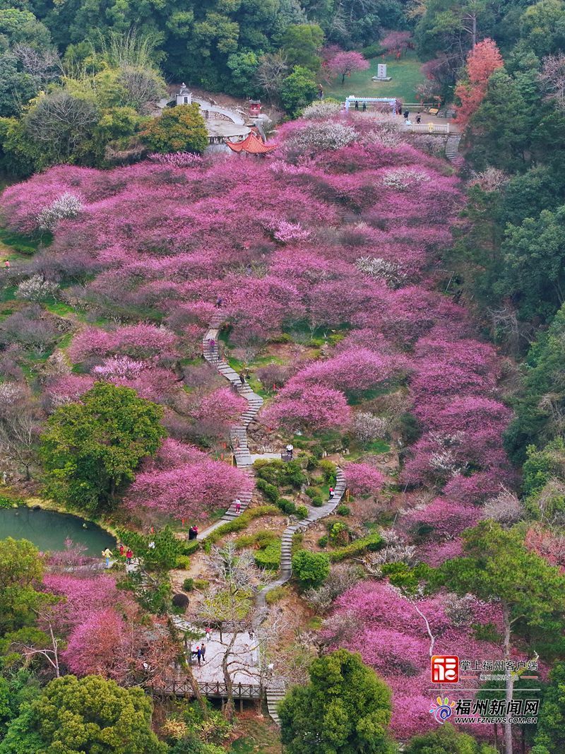 上过央视!鼓山梅里景区梅花进入赏花期