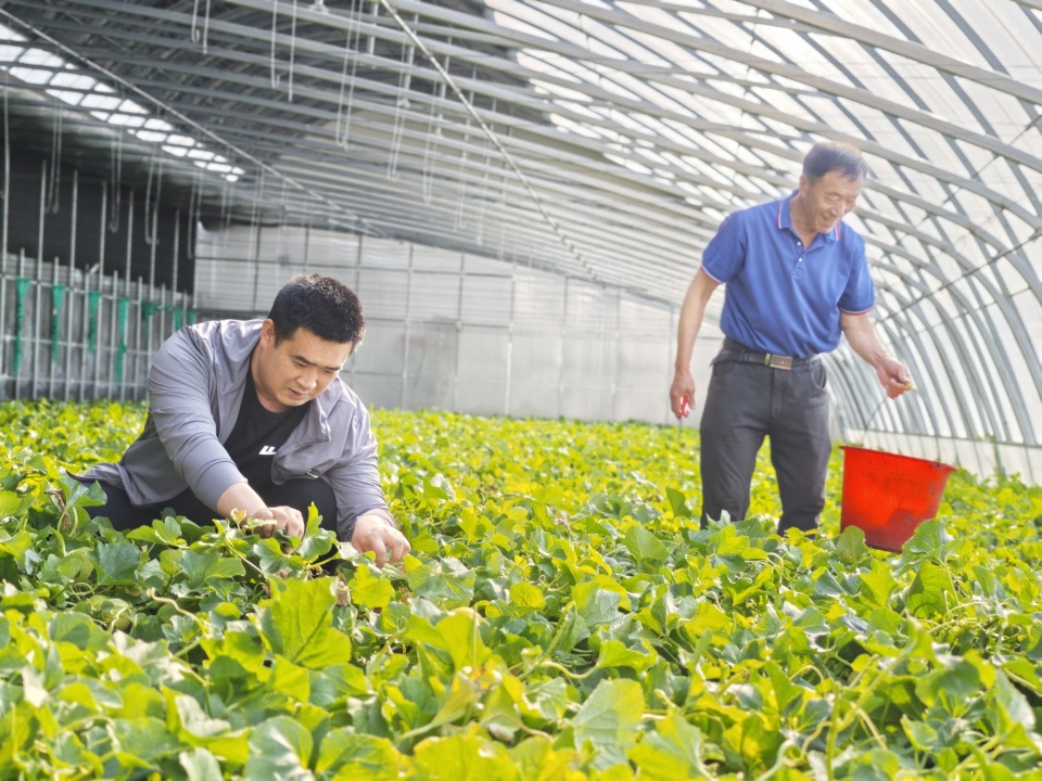 聚焦北大荒|五九七农场香瓜抢“鲜”上市 “甜蜜”产业增收_腾讯新闻