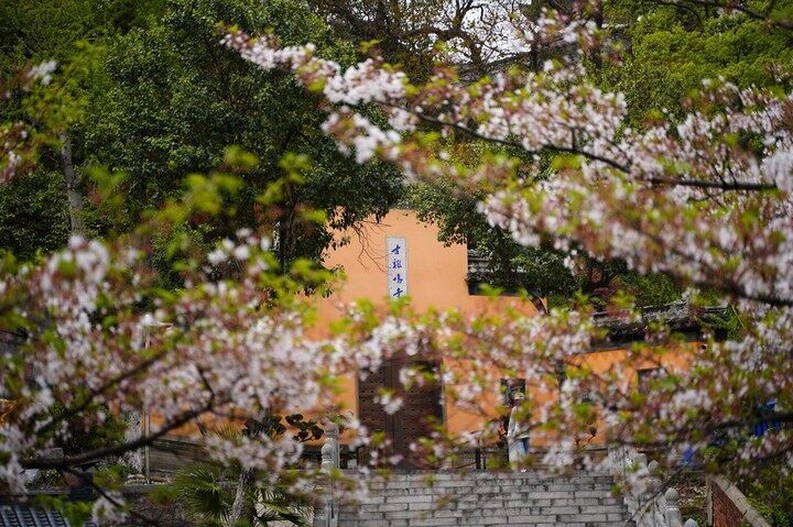 “特种兵式”旅游在大学生中爆红、南京鸡鸣寺设反悔门引导游客离寺……本周旅游热点请关注（南京鸡鸣寺事件）