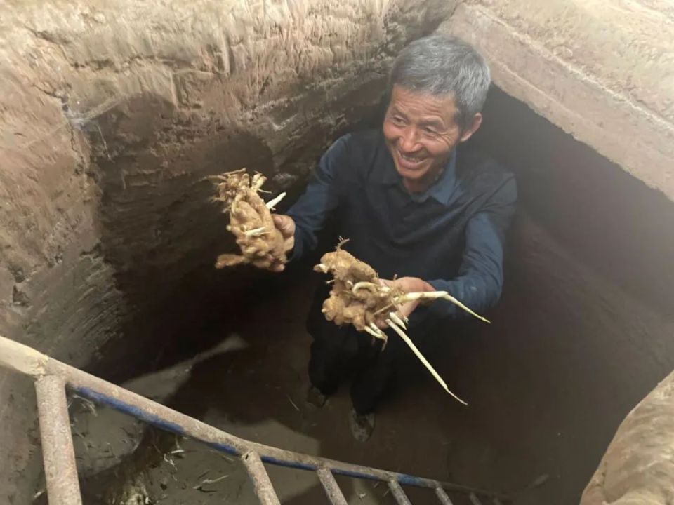 [南方生姜网-图片加载]