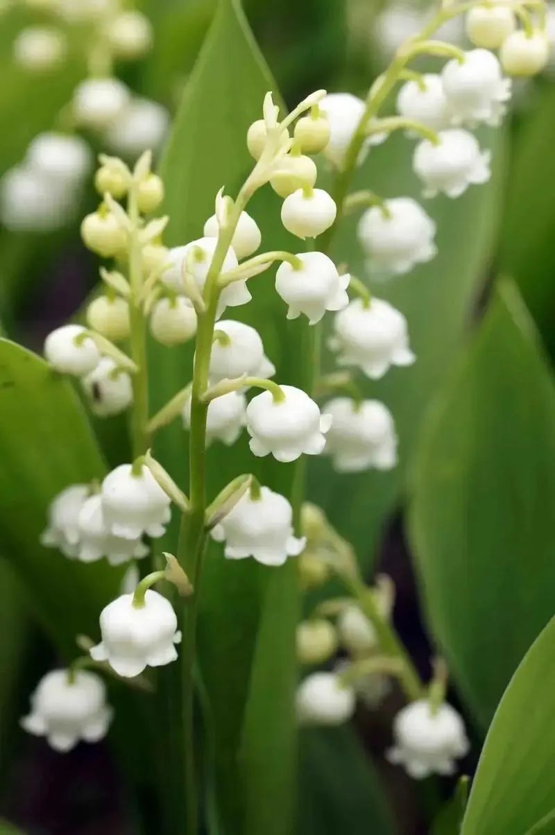 万物有灵 | 山谷百合好运来——铃兰