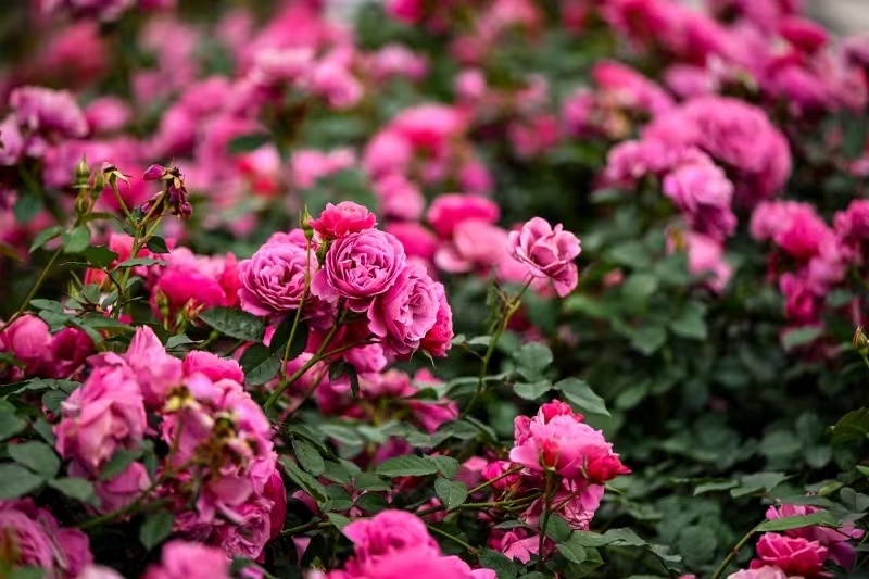 月季花开斗芳菲2024深圳月季花展宝安分会场在松岗五指耙公园开幕