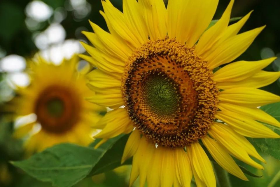 迎来了盛花期10000株向日葵茶马古道旅游景区游客中心旁的万物蓬勃