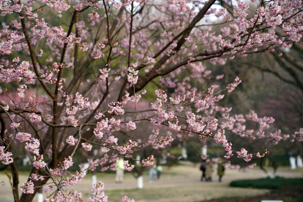 杭州早樱引客来